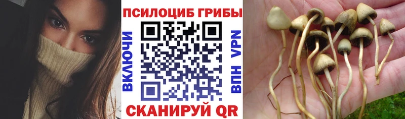 Галлюциногенные грибы прущие грибы  Высоцк 